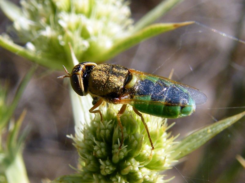 Stratiomyidae:  Odontomyia angulata  - femmina